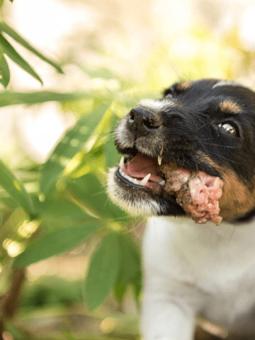 small dog ate chicken bones