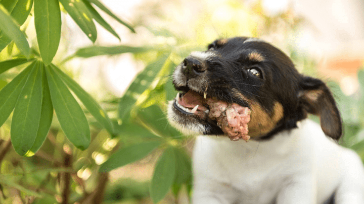 Your Dog Ate Chicken Bones, What To Do? Here Are 5 Important Steps To Follow