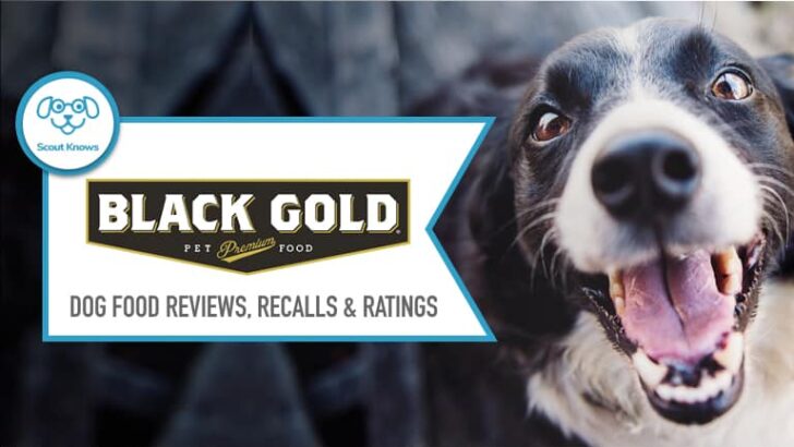 Black Gold Dog Food Review: Buyer’s Guide