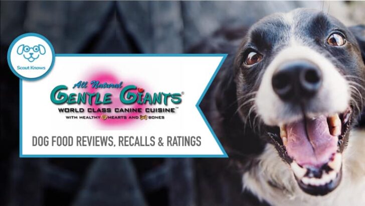 Gentle Giants Dog Food Review: Buyer’s Guide