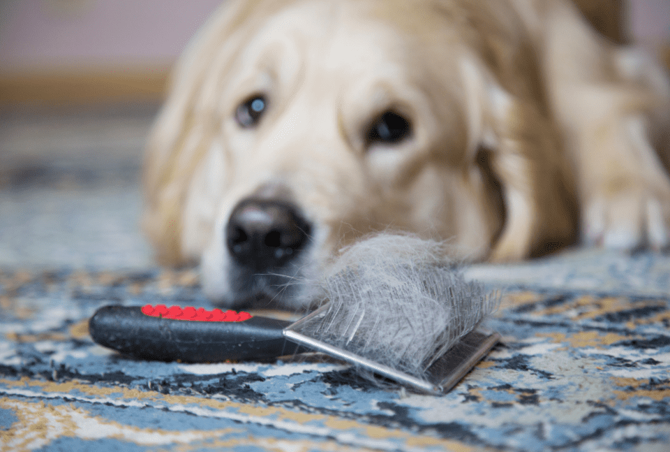 Which Vacuum is Best for Dog Hair? Scout Knows