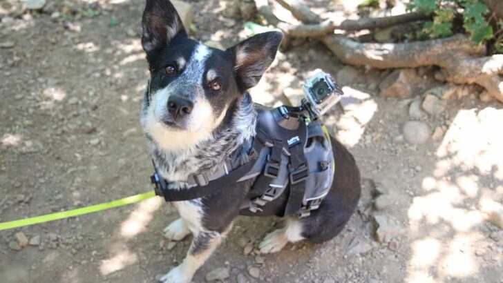 Best Dog Collar Camera