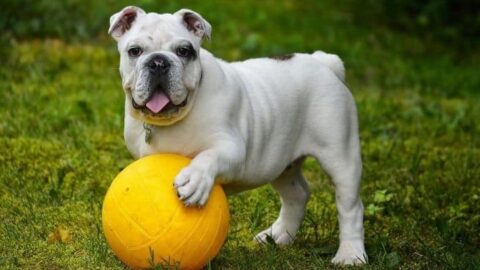 The 5 Best Must-Have Dog Food For English Bulldogs