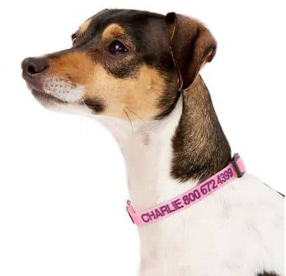 GoTags Nylon Personalized Dog Collar | Chewy