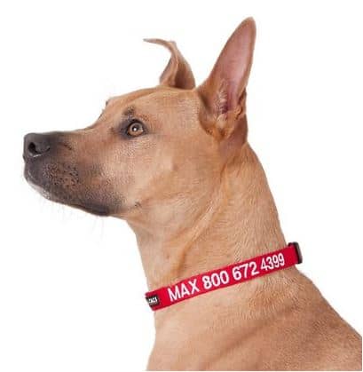 GoTags Nylon Personalized Dog Collar | Chewy