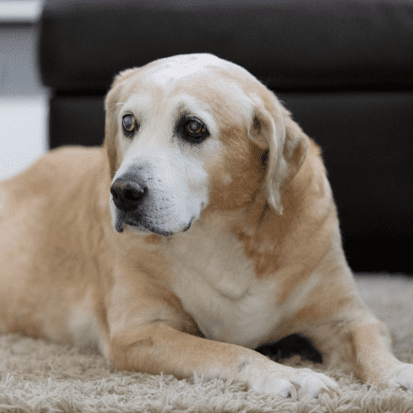 Does Pet Insurance Cover Vaccinations? (Costs) Scout Knows