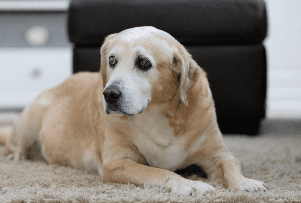 How Pet Insurance Covers Heartworm Treatment Scout Knows