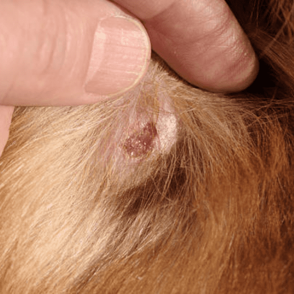 Does Pet Insurance Cover Vaccinations? (Costs) Scout Knows