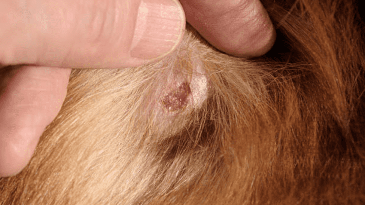 How Pet Insurance Covers Skin Cysts