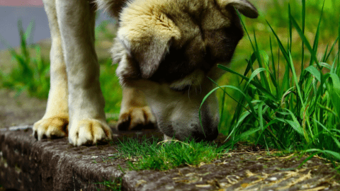 How To Stop Pregnant Dog Eating Grass photo