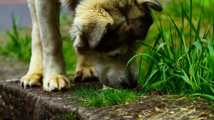 How To Stop Your Dog From Eating Grass (5 Proven Ways)