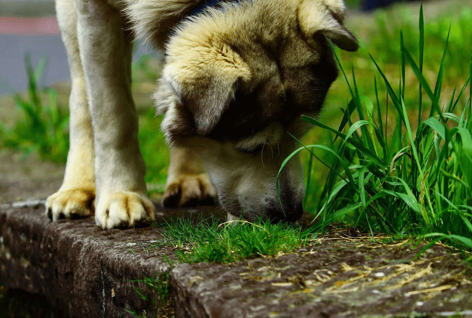 How To Stop Your Dog From Eating Grass (5 Proven Ways) Scout Knows