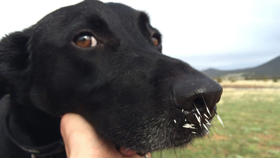 How to Remove Porcupine Quills From a Dog (5 Easy Steps)