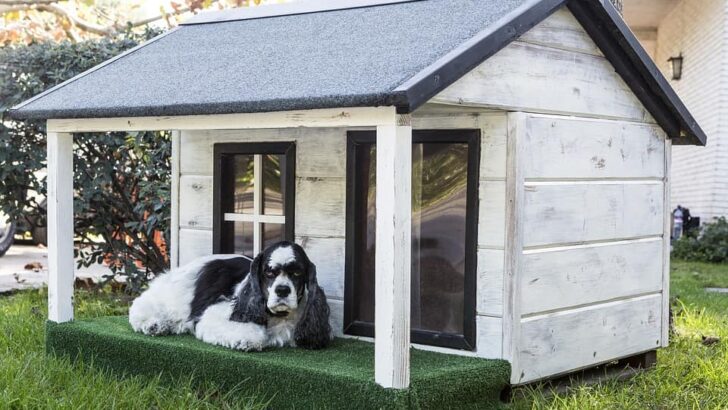 Best Outdoor Dog Houses