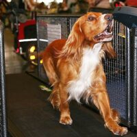 Best Dog Treadmills