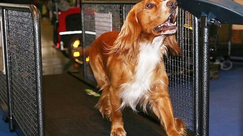 Best Dog Treadmills