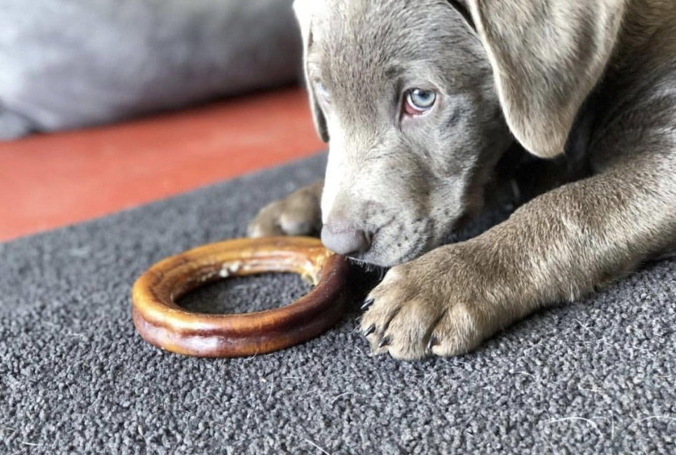 dog smelling bully ring