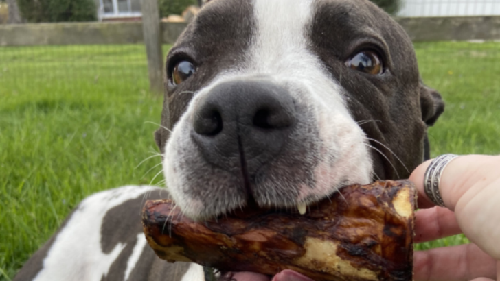 Red Barn Bully Sticks Review – Will They Hold Up Against Jaws Of Fury? 