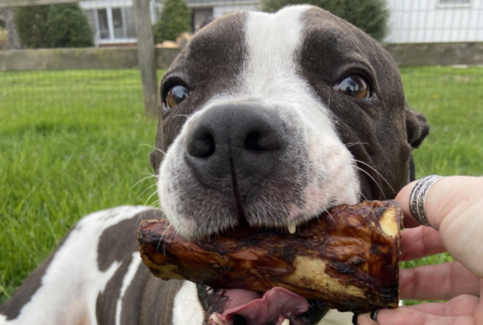 Red Barn Bully Sticks Review Will They Hold Up Against Jaws Of Fury