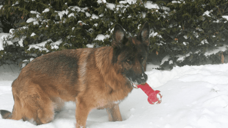 Scout’s Guide to Doggy Day Camps