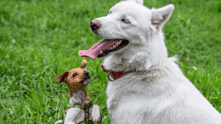 Should You Adopt A Puppy Or An Older Dog?