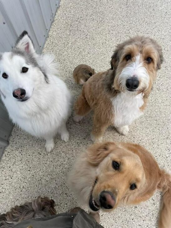 Breed Restrictions Most Common For Apartments (Upd. 2023)