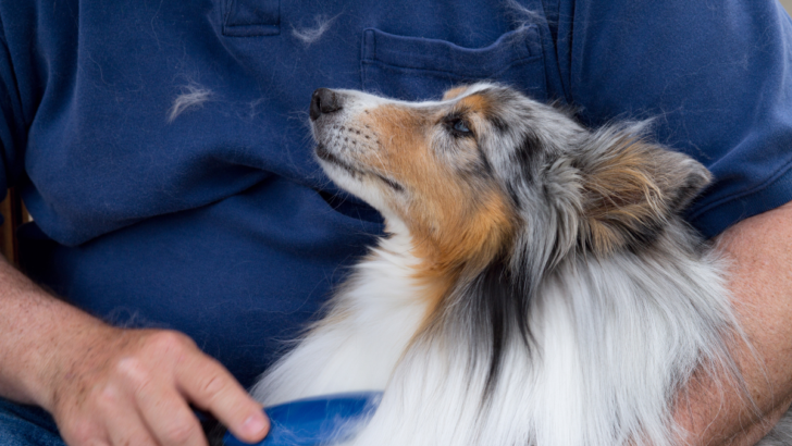 The Best Dog Food for Shedding: Is Your Pet&rsquo;s Diet Impacting Their Coat?
