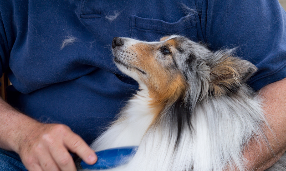 The Best Dog Food for Shedding