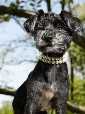 luxury brand dog collars