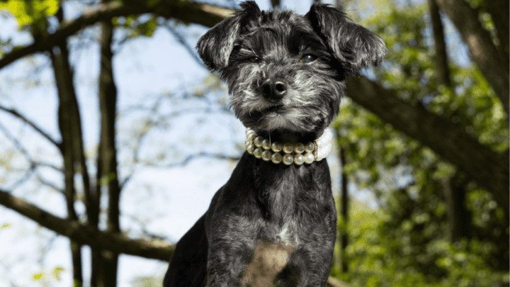 Top 14 Designer Dog Collars & Best Luxury Brand Bestsellers