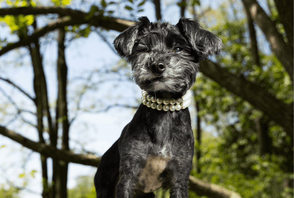 13 Best Designer Dog Collars For Pup Fashion (Cutest Options)