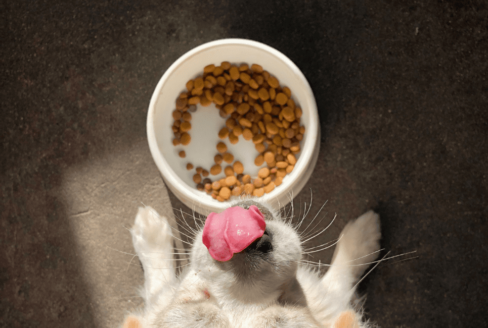 Top 5 Rated Best Non Prescription Diabetic Dog Food Scout Knows