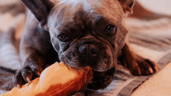 Top 5 Rated Best Raw Dog Food Delivery