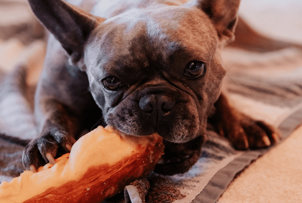 Best Raw Dog Food Delivery Buyer's Guide Scout Knows