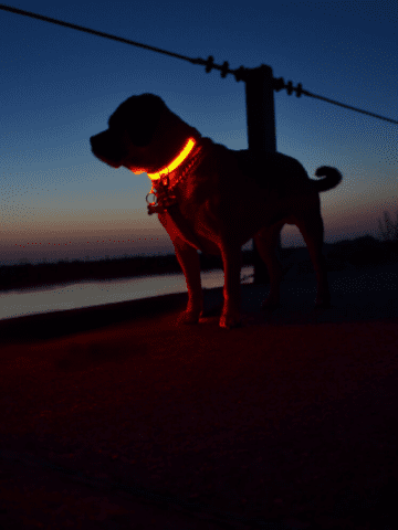 glow stick dog collar