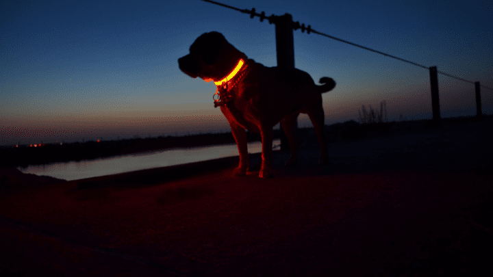 Top Rated Glow In The Dark Dog Collars