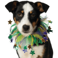 15 All-Time Best Dog Mardi Gras Costumes