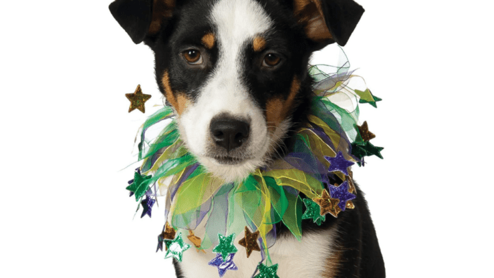 15 All-Time Best Dog Mardi Gras Costumes