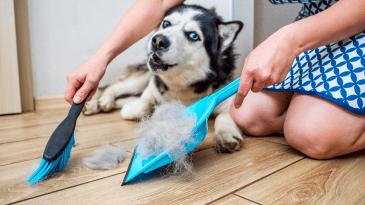 Which Vacuum is Best for Dog Hair?