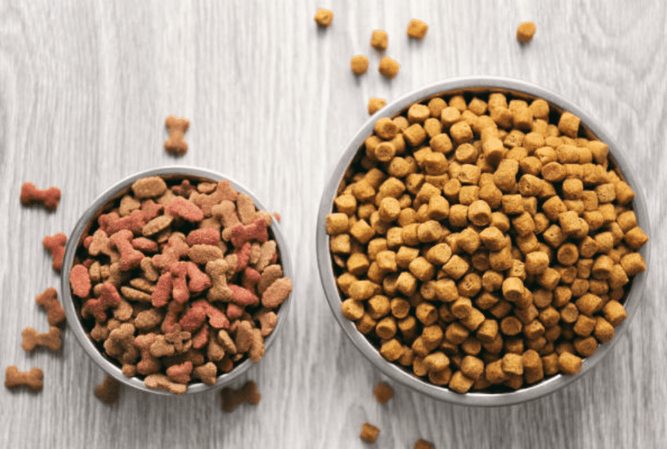 Zignature Dog Food Review Buyer's Guide Scout Knows