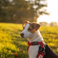 Best Dog Harness For Running