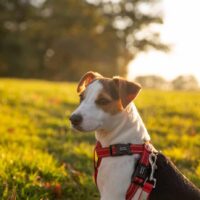 Best Dog Harness For Running