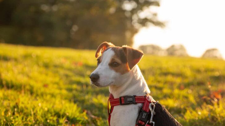 Best Dog Harness For Running
