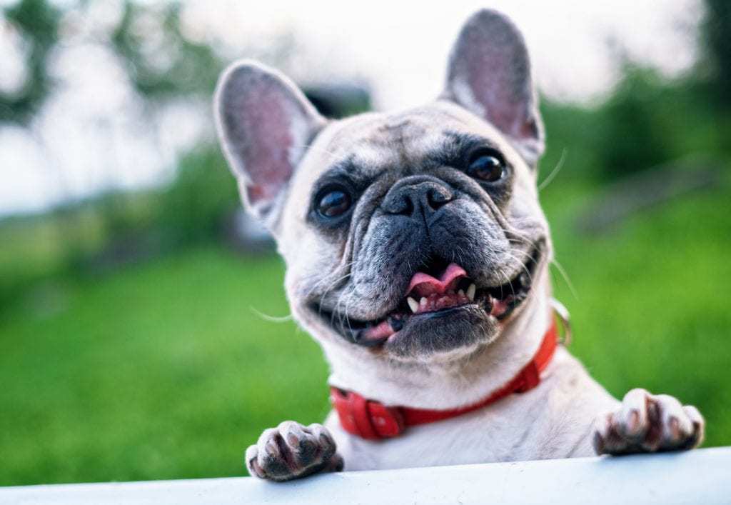 Best Flea and Tick Collars for Dogs