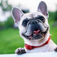 Best Flea and Tick Collars for Dogs