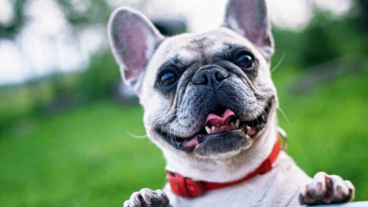 Best Flea and Tick Collars for Dogs