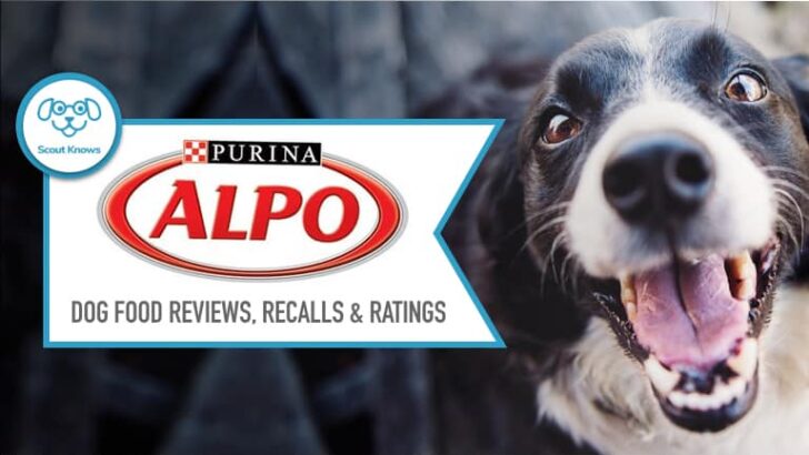 Alpo Dog Food Review