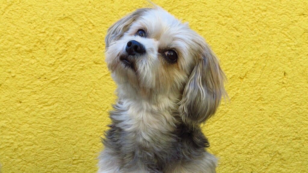 Closeup of Maltese with yellow background