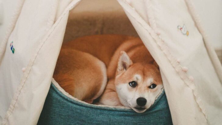 Best Dog Crate Covers