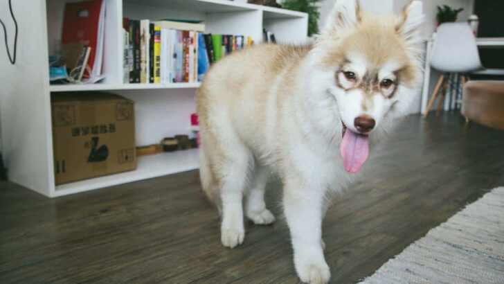 Best Pet Odor Eliminator
